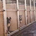 6 Ways to Support Overwhelmed Animal Shelters in the US