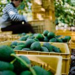 Crates of avocados with person in background