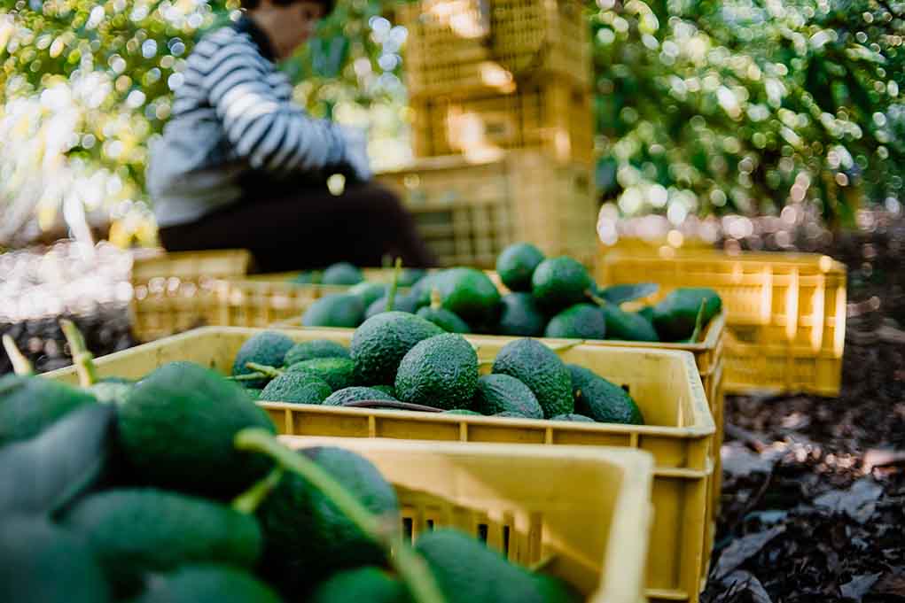 Crates of avocados with person in background