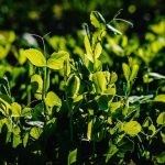 Backyard Revolution: Kiddie Pools Get New Life garden