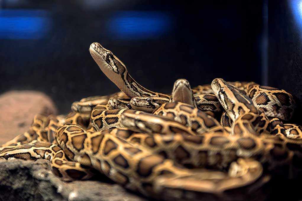 shutterstock_193210013.jpg A group of pythons coiled together in a natural habitat