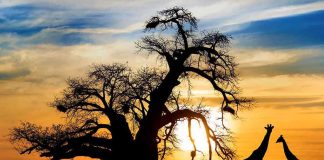 Afrikaner Relief Program Sparks Global Outrage Silhouetted giraffes standing near a large tree at sunset