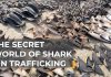 Cocaine Cartels NOW SLAUGHTERING Thousands of Sharks Tracing the illicit trail to shark fin soup | The Take