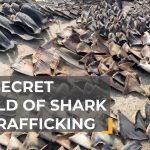 Tracing the illicit trail to shark fin soup | The Take