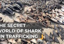 Cocaine Cartels NOW SLAUGHTERING Thousands of Sharks Tracing the illicit trail to shark fin soup | The Take