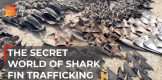 Cocaine Cartels NOW SLAUGHTERING Thousands of Sharks Tracing the illicit trail to shark fin soup | The Take