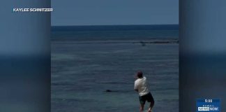 Federal criminal probe launched after man throws rock at endangered monk seal on Maui