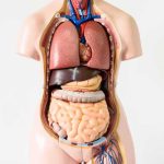 $53M Payout Ordered Over Stolen Body Parts Scandal Anatomical torso model showing internal organs