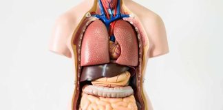Anatomical torso model showing internal organs
