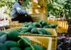 Crates of avocados with person in background