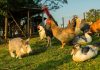 Farm animals and rabbit on grassy area outdoors