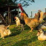 Farm animals and rabbit on grassy area outdoors