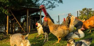Farm animals and rabbit on grassy area outdoors