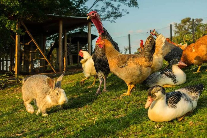 Farm animals and rabbit on grassy area outdoors