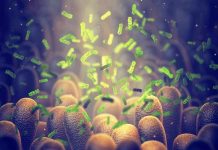 bacteria