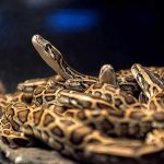 A group of pythons coiled together in a natural habitat