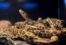 A group of pythons coiled together in a natural habitat