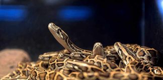 A group of pythons coiled together in a natural habitat